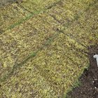New lawn (uk)