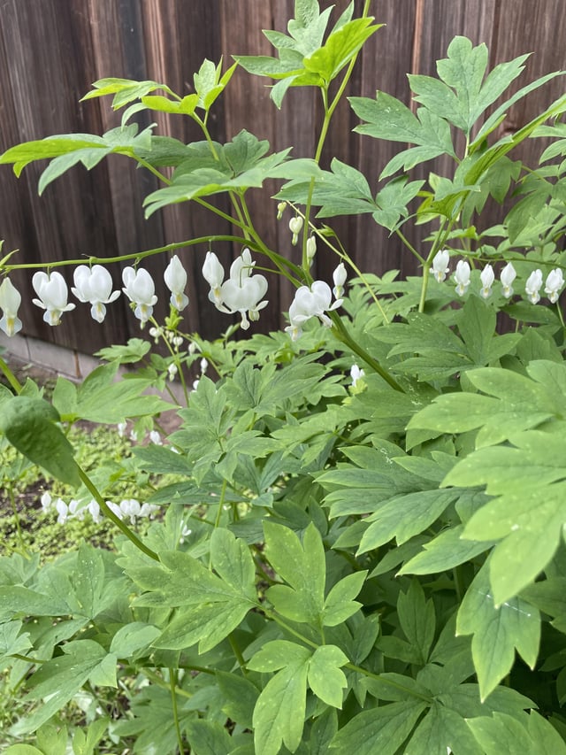bleeding hearts are such a vibe. they don’t get enough love.