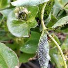 my honeysuckle has become a ladybug nursery! 🥰