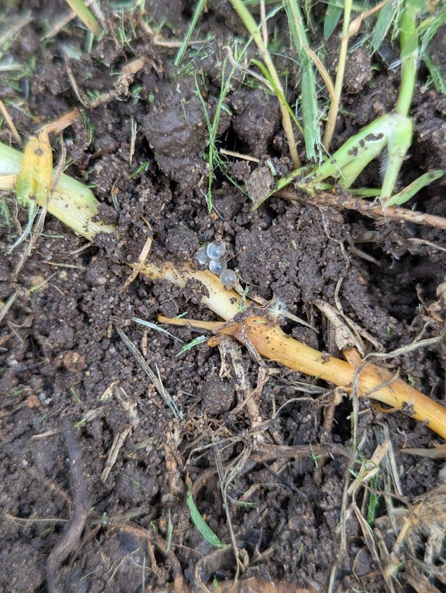 what insect do these eggs belong to?