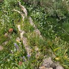 Old neglected lavender