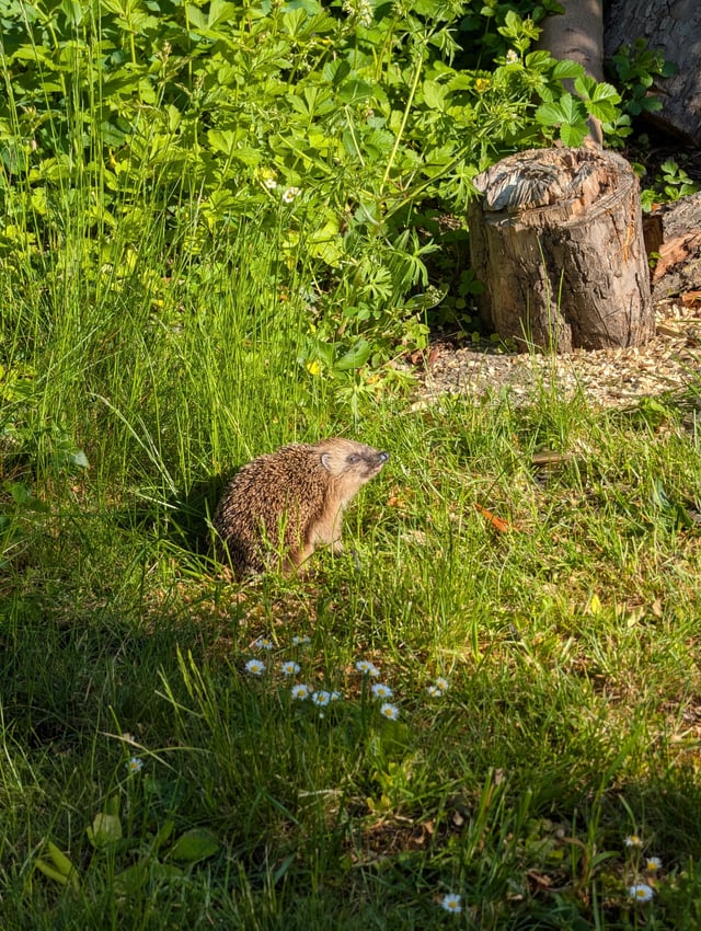 in the meantime in my garden...