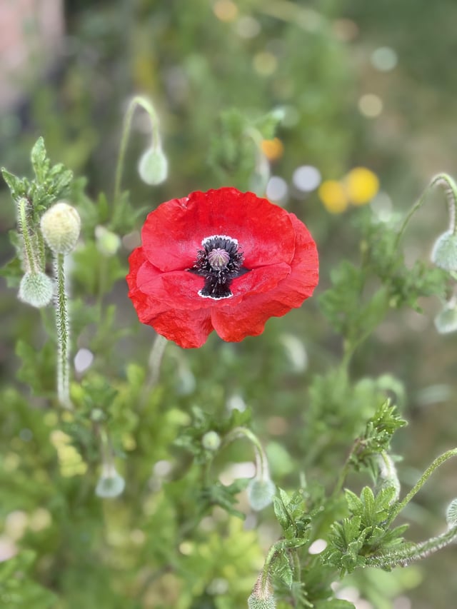 it’s not much, but i finally have a poppy in the wild patch 👌🏼