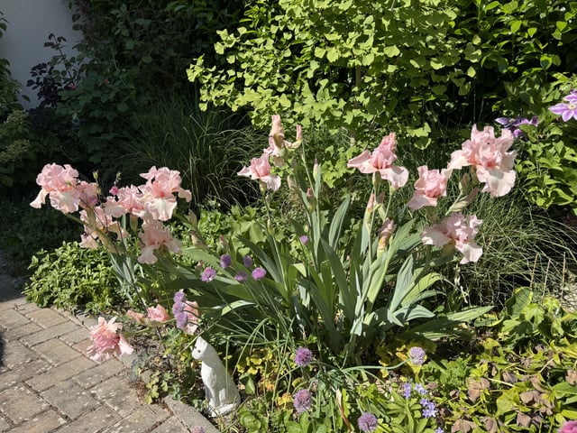 soft pink iris from my granny in law