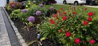 planted allium last fall, happy with how it turned out.