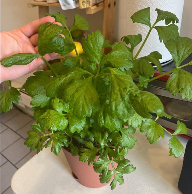 leaves curling inward. what is wrong with my celery?
