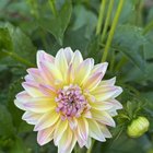 my first dahlia blooms of the year and they’ve cross bred naturally!