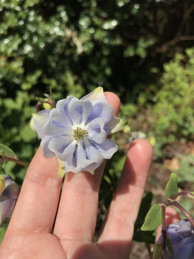 aquilegia varieties