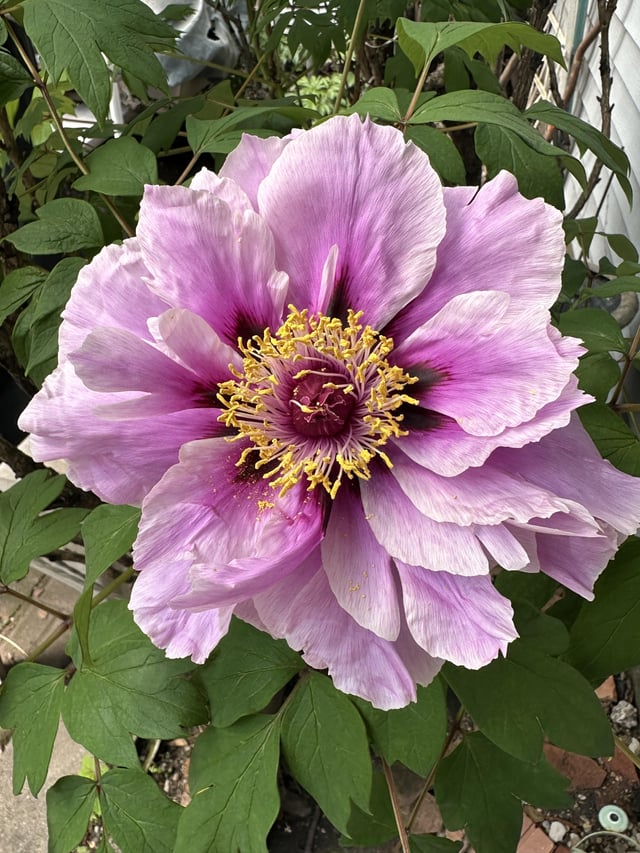 peony tree blooms every summer