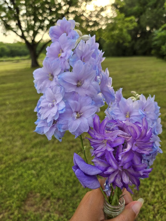 do you also cut your flowers when there's a strong storm coming or do you just let them go?