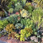 Succulent garden – Reddit Post