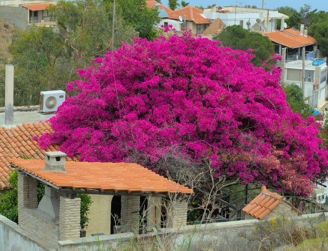 house being taken over by bougainvillea tree beautiful greece!