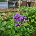 potatoes are blooming