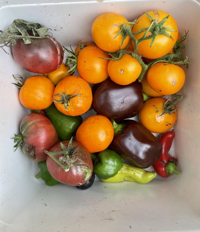This mornings harvest from my Central Fl garden – Reddit Post