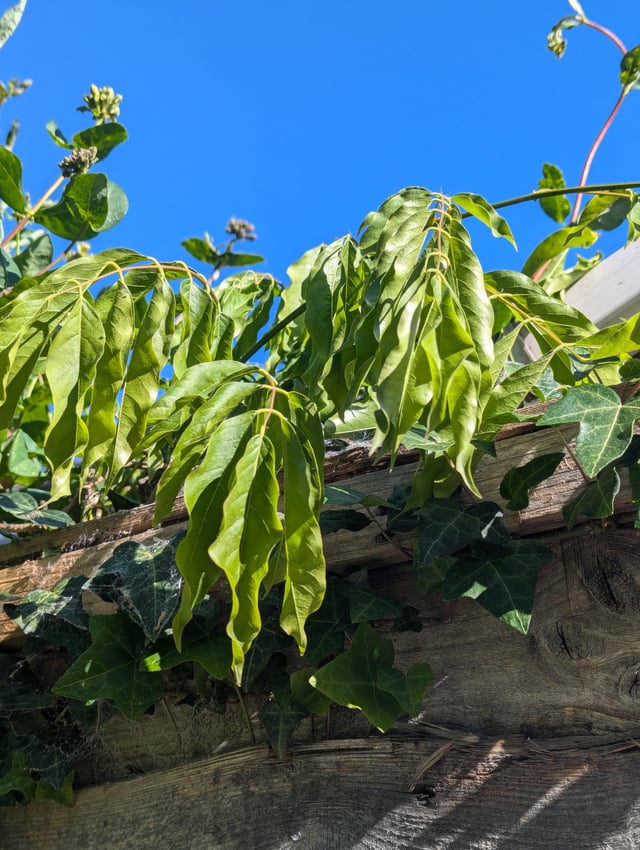 what is this plant growing over neighbours fence?