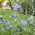 weed or unruly plant?
