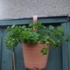 i've never understood the whole "don't plant the supermarket herbs" thing... maby someone can shed some light?