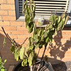 Just repotted not sure what went wrong?