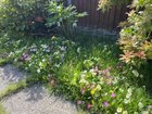 Colourful garden today! – Reddit Post