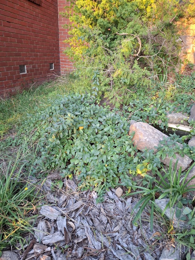 what is this ground cover? friend or foe?