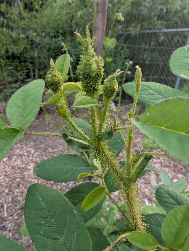 somebody was saying something about thorns?