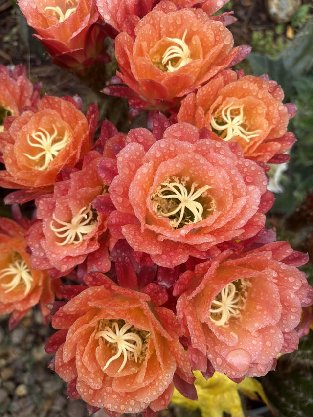 Trichocereus Grandiflorus hybrid…every garden needs a cactus! – Reddit Post