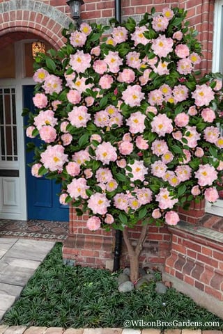 Camellia Tree – Reddit Post