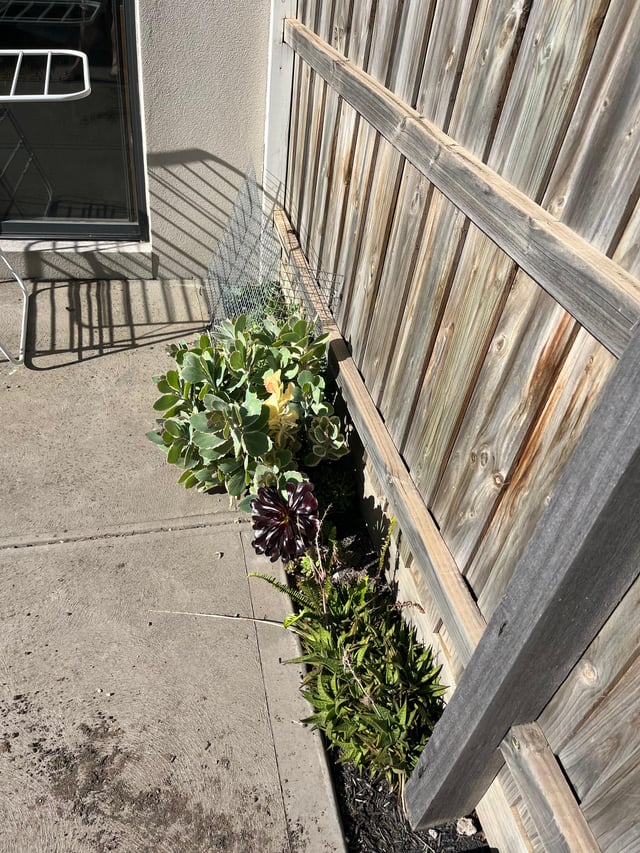 Ideas for garden (VIC)