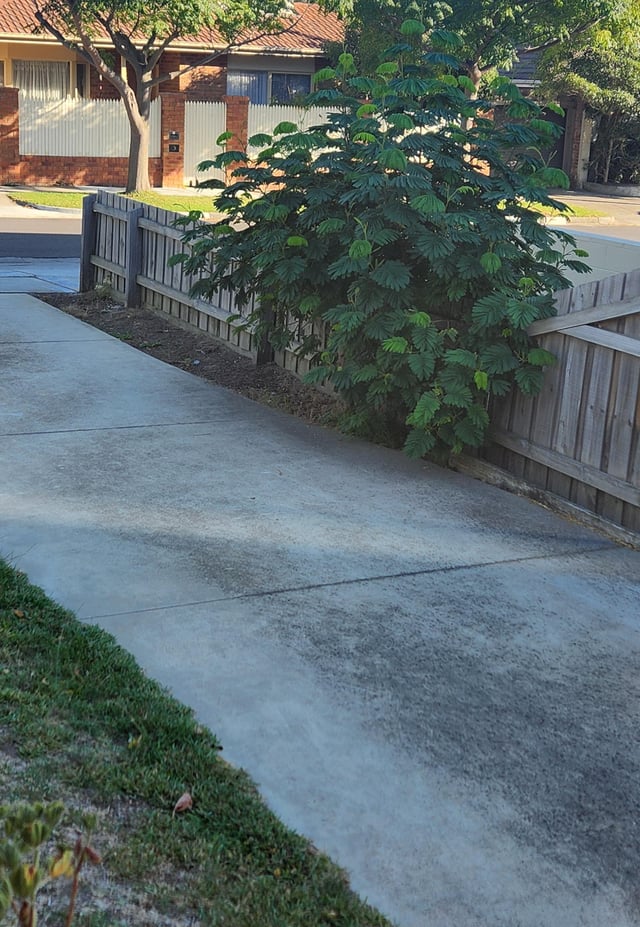 advice re screening tree here