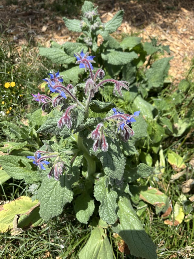 i dump a mix of seeds a few months ago. i’m not sure what just grew.