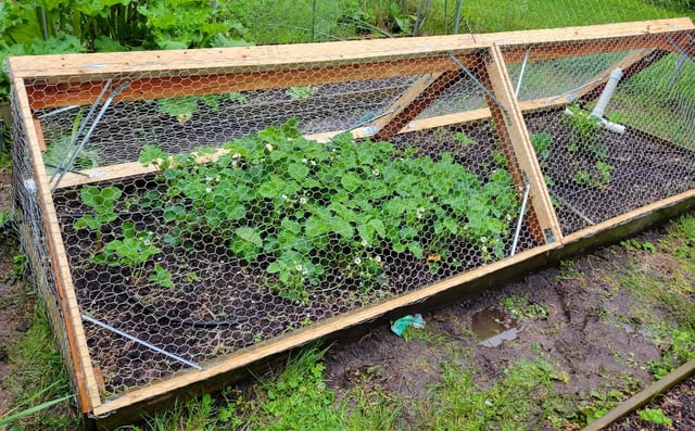 determined to actually harvest some strawberries this year