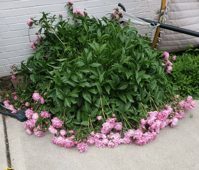 best peony supports?