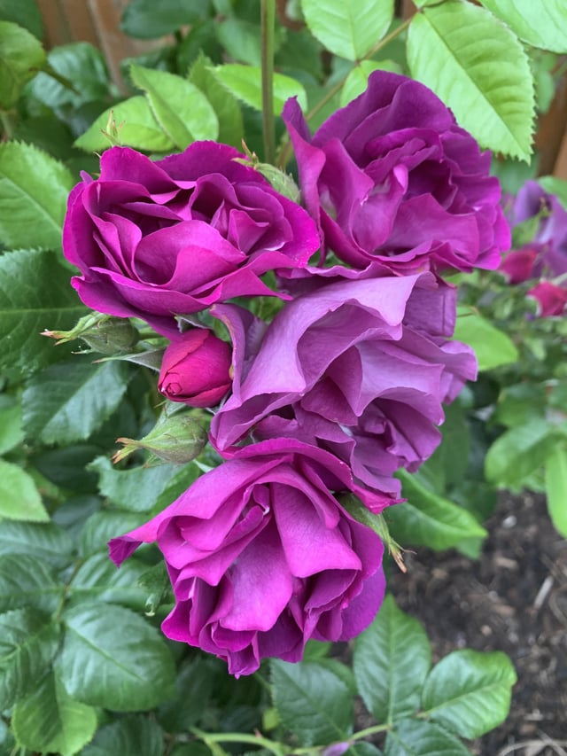 rhapsody in blue 🥰