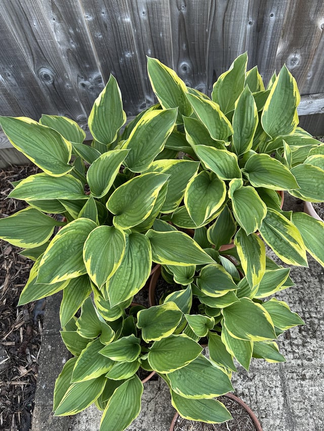 hostas thriving after splitting them last year