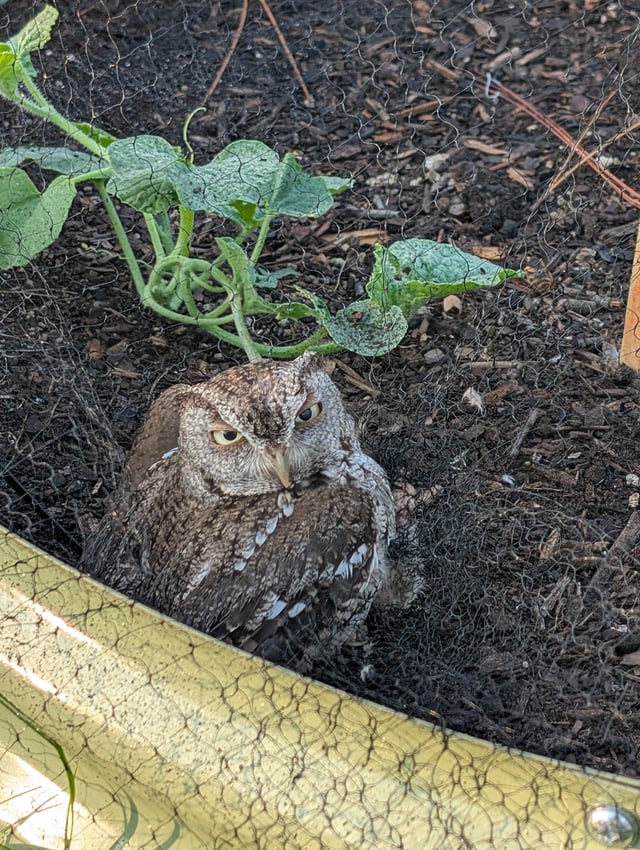 poor baby caught in my raised bed netting