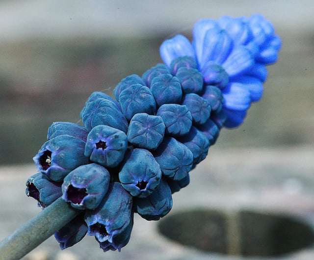 Muscari latifolium – Reddit Post