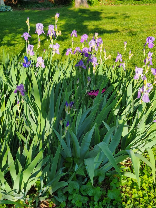 my flowers have been vary happy with the wether recently