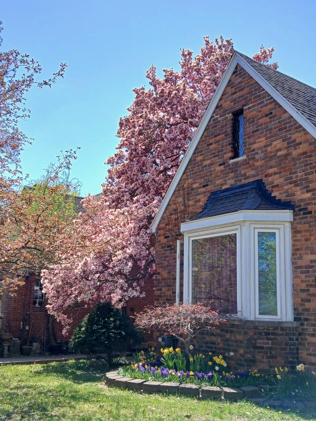 surprise saucer magnolia