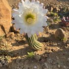 my cactus finally bloomed this morning i had no idea it would be this beautiful