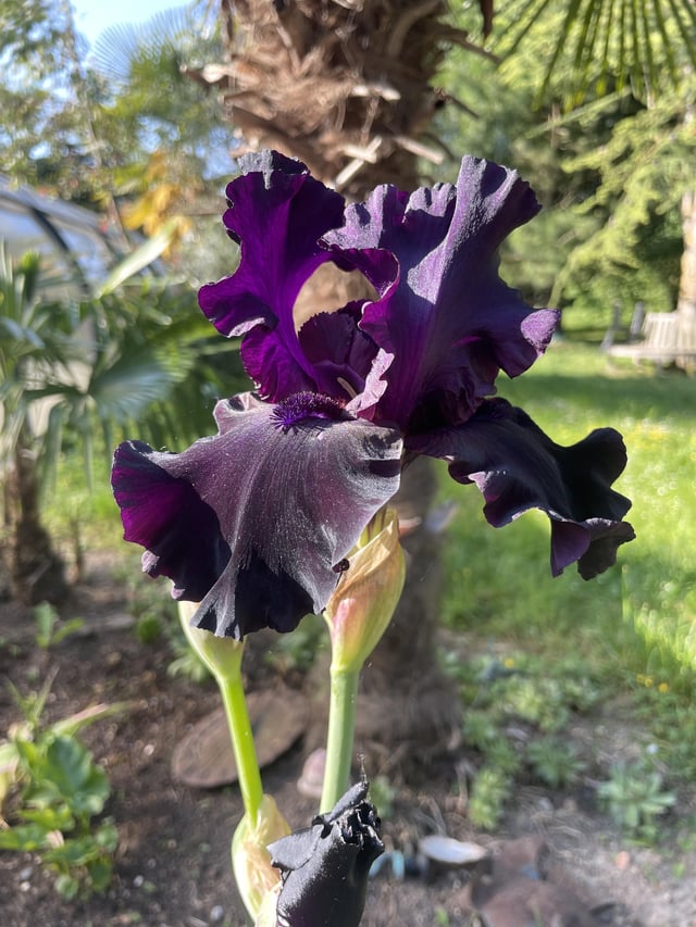 the sun reveals the depth of its color