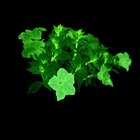 Yesterday I discovered glow in the dark petunias and bought 1. I’m not much of a flower person, but these are really cool. Any one have experience and advice for best practice to get the most out of them? – Reddit Post