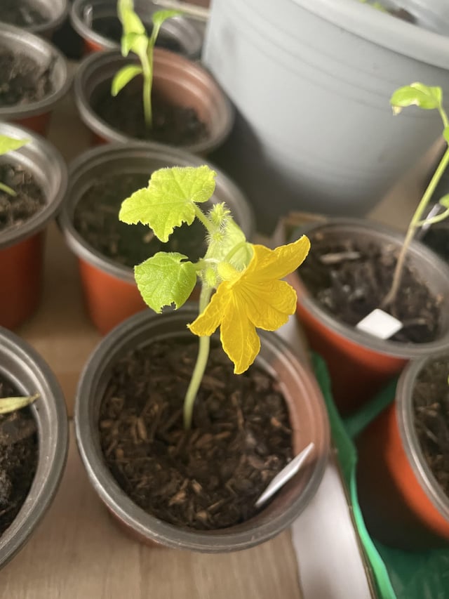 Why are you blooming?