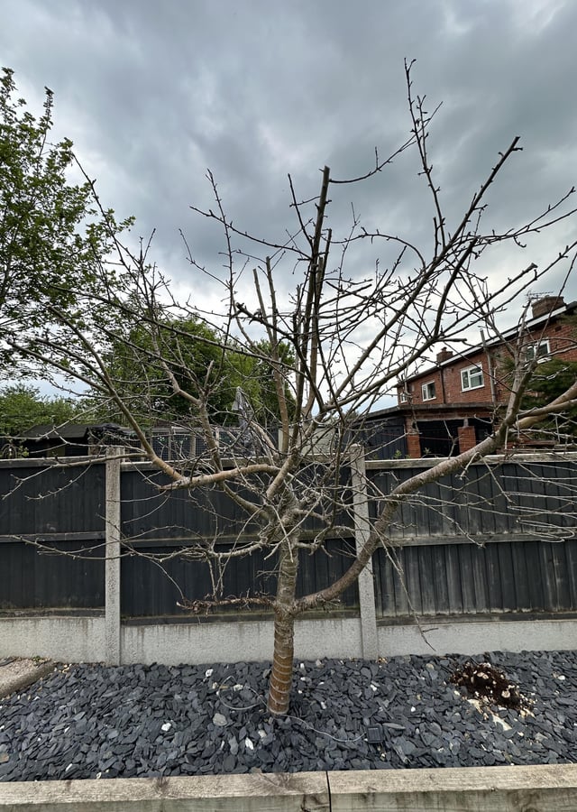 apple tree fears