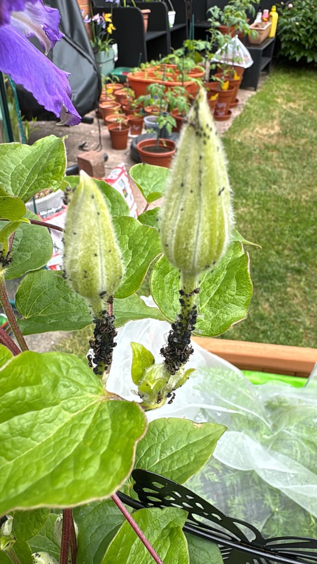 ants all over my plants?