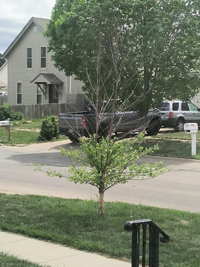 is this tree a lost cause?