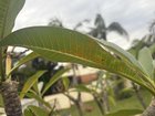 frangipani health