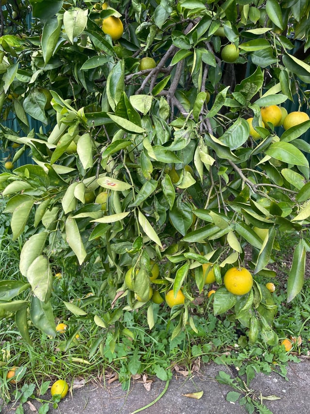 what’s wrong with my orange tree