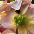 me: “a sleeping bee! how cute!” *looks closer* “not sleeping!“