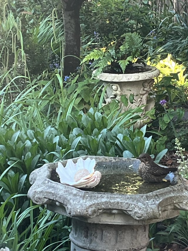 the bird bath is bringing me so much joy!