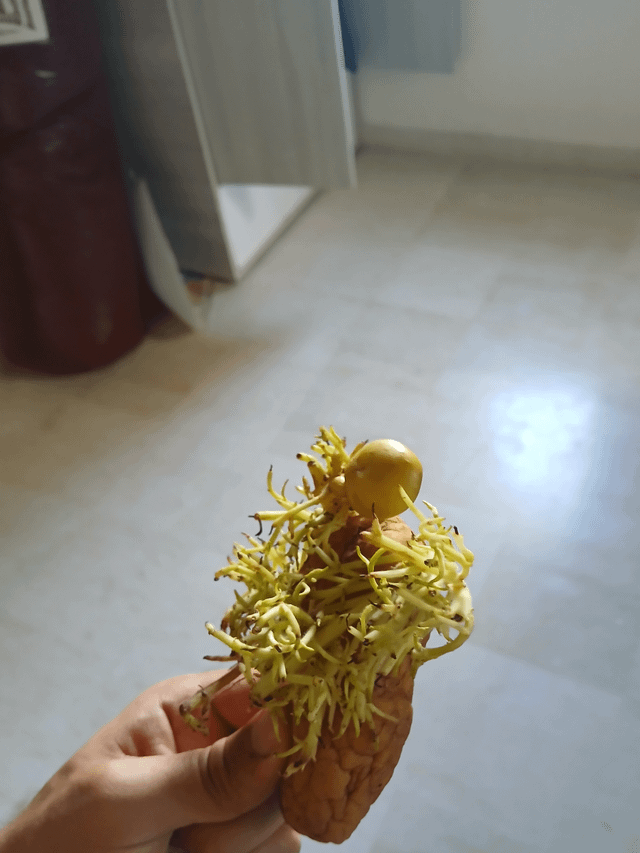 A potato i left untouched on the counter grew a baby potato – Reddit Post